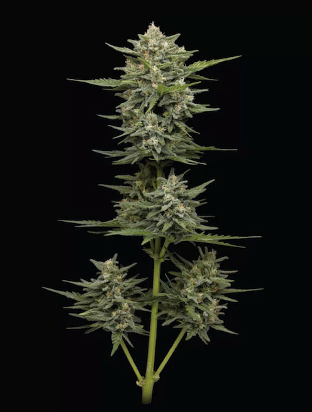Vanilla Latte Auto > Humboldt Seed Company | Autoflowering Cannabis   |  Indica